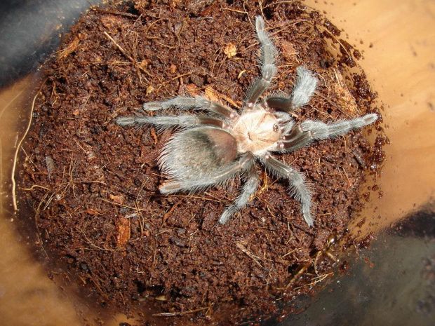 Brachypelma ruhnaui