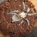 Brachypelma ruhnaui