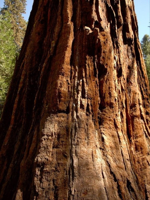sekwoje to najwyższe i najstarsze drzewa świata--pień sekwoi nie zmieścił mi się w kadrze aparatu #Yosemite