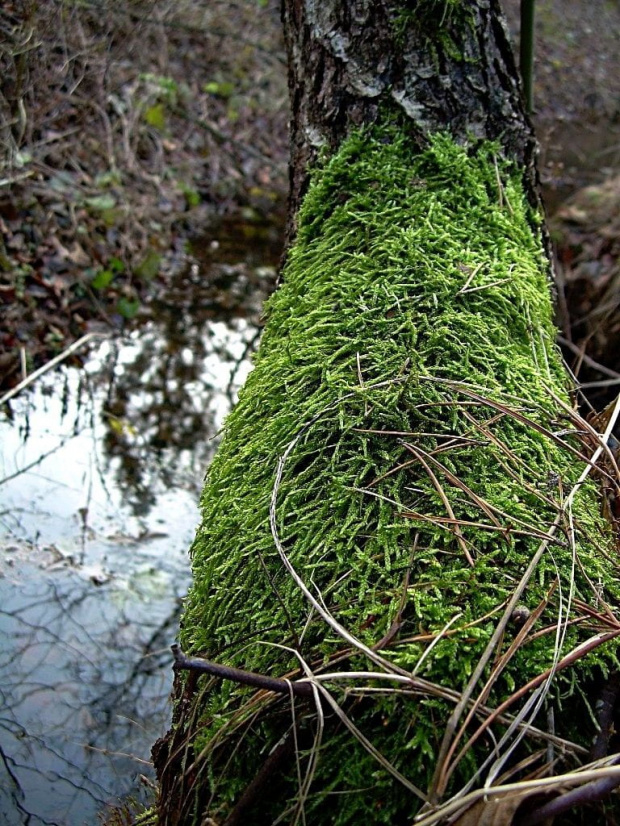 naturalna tapicerka :) #grudzień #las