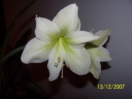 #KwiatyHippeastrum