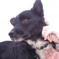 Micio 9