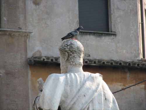 posąg z gołębiem #rzym #roma #włochy #italia #posąg #gołąb