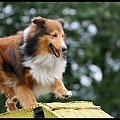 Pokaz Agility - Olsztyn 2007 Wystawa Psów