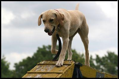 Pokaz Agility - Olsztyn 2007 Wystawa Psów