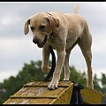 Pokaz Agility - Olsztyn 2007 Wystawa Psów