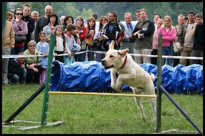 Pokaz Agility - Olsztyn 2007 Wystawa Psów