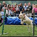 Pokaz Agility - Olsztyn 2007 Wystawa Psów