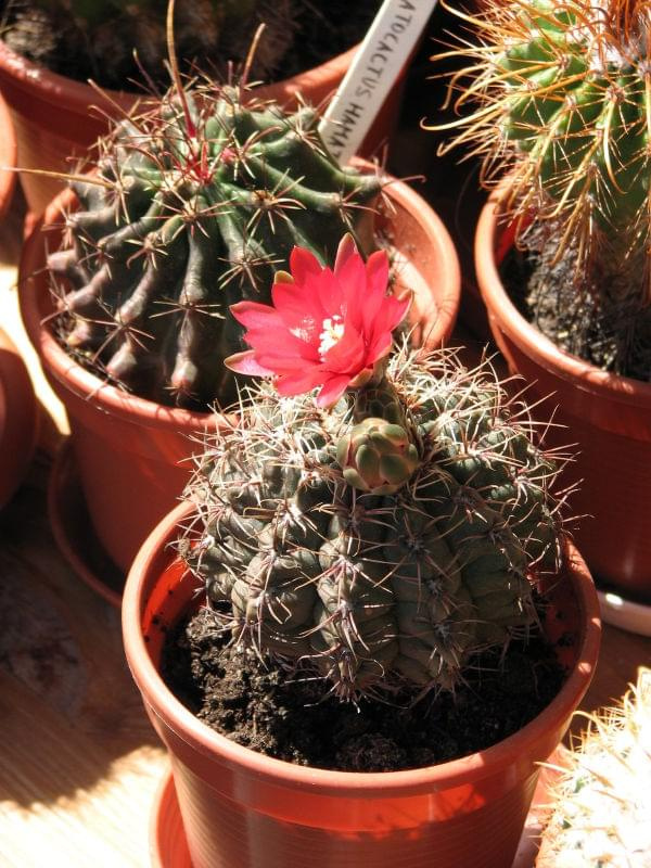 Gymnocalycium Baldianum (lipiec 2007)