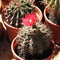 Gymnocalycium Baldianum (lipiec 2007)