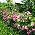 Moja Działka #róże #liliowce #hortensje #clematisy #działka #kwiaty