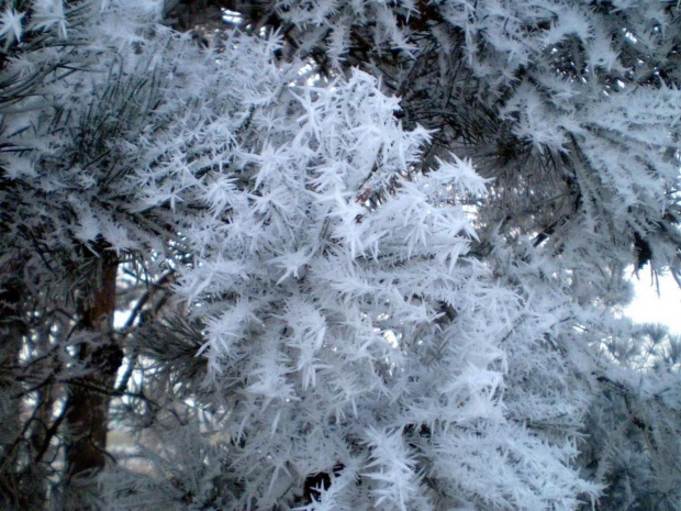 Mery Christmas, Christmas Mery były sobie renifery. Miały bardzo śmieszne minki, bo urwały się z choinki. Wpadły w ciepły cichy kąt życząc Wam wszystkim Wesołych Świąt !!!