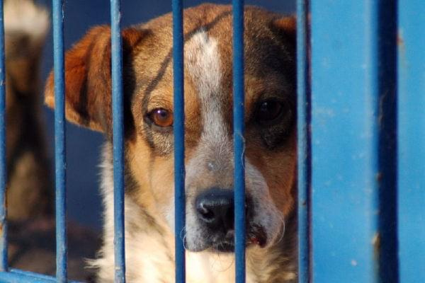 Reksio jest bardzo młodym psiakiem, który powoli umiera w schronisku.
Ten psiak bardzo źle znosi pobyt, bardzo mocno już schudł, na pyszczku widać ślady pogryzienia.
Czy ktoś go uratuje?
Jego nr ewidencyjny 2337 #psy