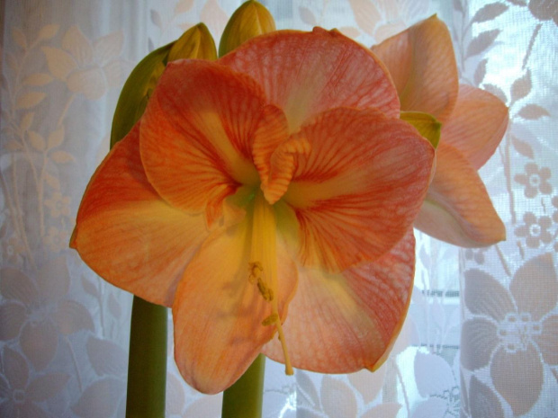 zycze Wszystkim Szczesliwego Nowego Roku 2008 #MojeKwiaty #amarylis #amaryllis #hippeastrum #kwiaty