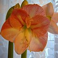 zycze Wszystkim Szczesliwego Nowego Roku 2008 #MojeKwiaty #amarylis #amaryllis #hippeastrum #kwiaty