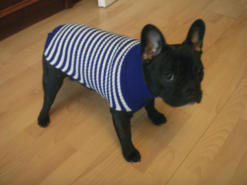 Sweterek #BuldogFrancuski