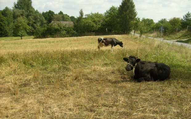 #Krowy #zwierzęta #pole #rolnictwo #agroturystyka #Skała #jacopicture