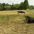 #Krowy #zwierzęta #pole #rolnictwo #agroturystyka #Skała #jacopicture