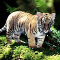 Mały tygrys