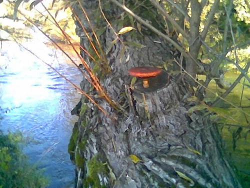 Grzyb na drzewie nad rzeką Bóbr lato 2007r #Grzyby #przyroda