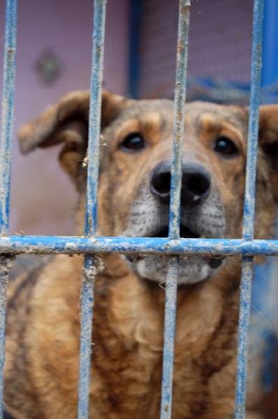 Agro poznał co to ból i prawdziwy głód.
Ten duży pies otrzymał wiele cierpień z ręki człowieka. W schronisku czeka na nowy dom już od 09.05.2005r. Jego nr ewiedencyjny to 1396 #psy #pies #AGRO