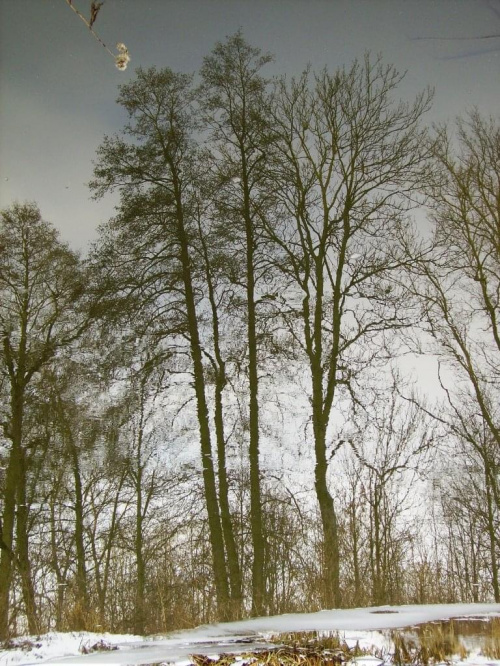 odbicie #rzeka #drzewa #natura #krajobraz #zima #śnieg