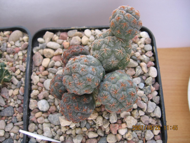 Tephrocactus (Puna) boniae