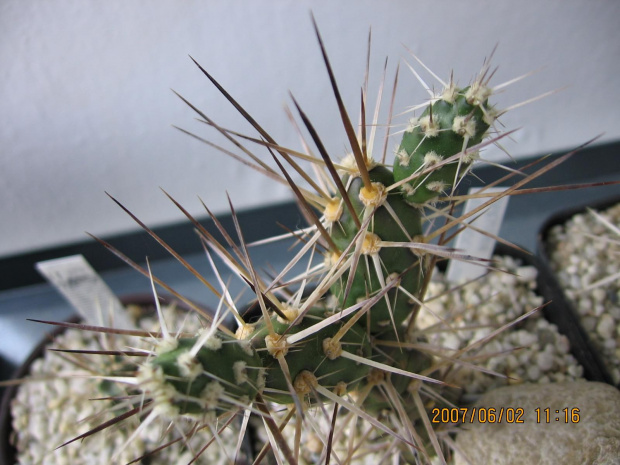 Tephrocactus darwinii