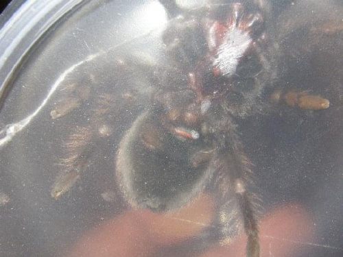 Brachypelma Vardezi #pająk #ptasznik