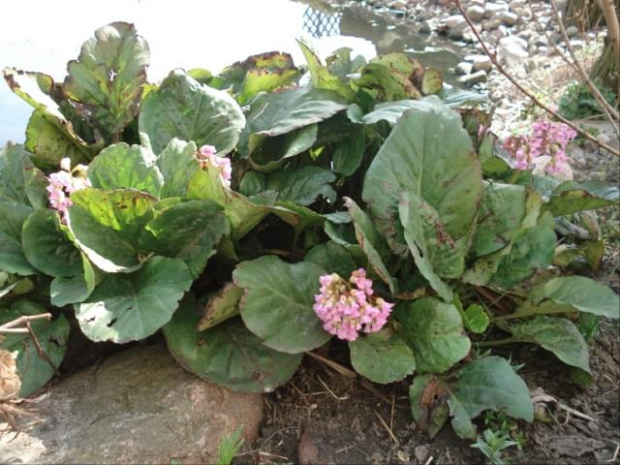 bergenia