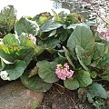 bergenia