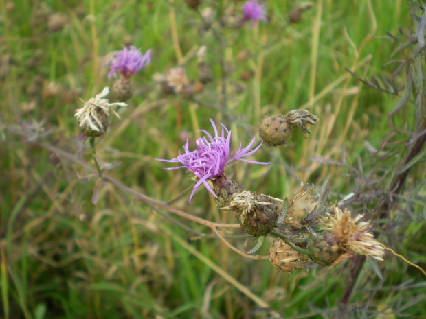 49. Chaber nadreński - Centaurea stoebe .
Data : 02.08.2007.
Miejsce : łąka .
Miejscowość : Piaski Wielkopolskie .