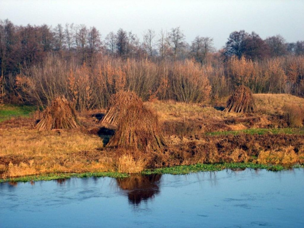 rz.Narew