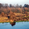 rz.Narew