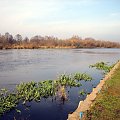 rz.Narew