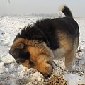 Pysiek - spacer, grudzień 2007 #pies #Pika #Pysio #kundelek #psy #psiak #spacer #śnieg