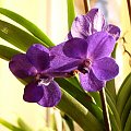 vanda blue