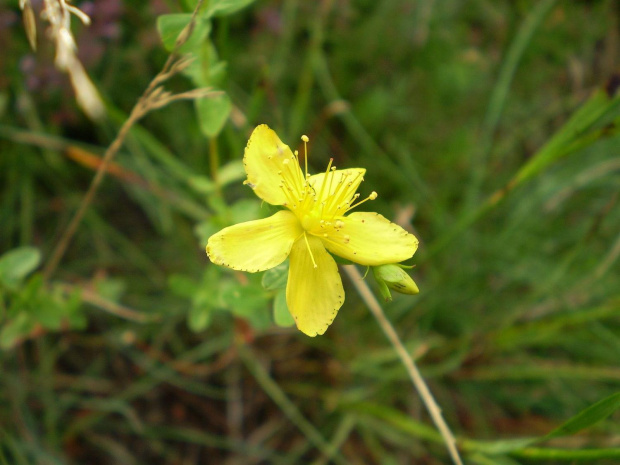 52. Dziurawiec zwyczajny - Hypericum perforatum . Data : 02.08.2007. Miejsce : obok torów kolejowych .
Miejscowość : Piaski Wielkopolskie .