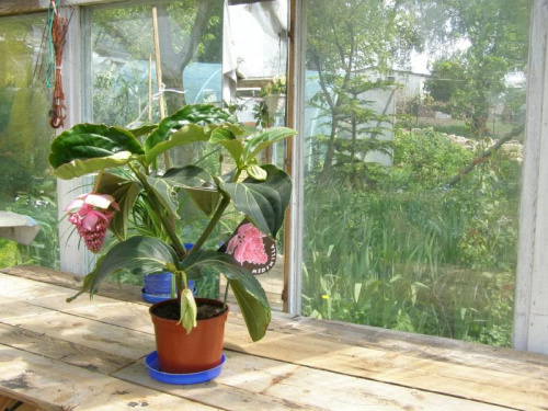 Medinilla.