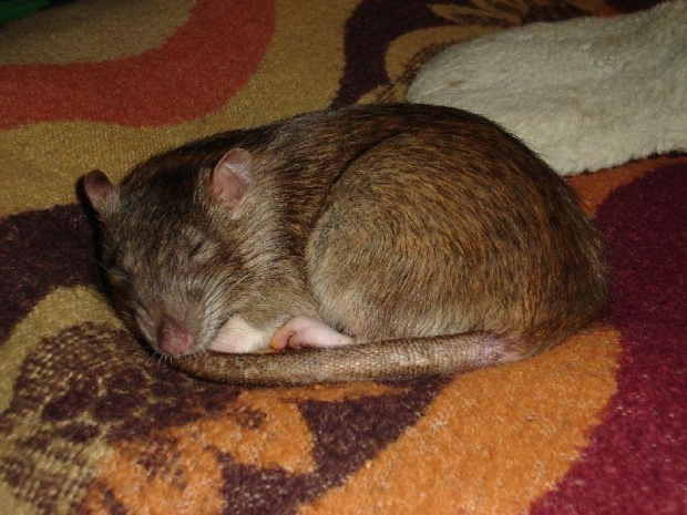 Marinka :) #SzczurSzczurekSzczurkiSzczury