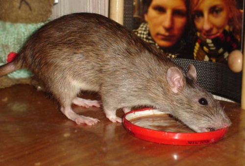 Marie pałaszuje gerberka :D #szczur #szczurek #szczury #szczurki