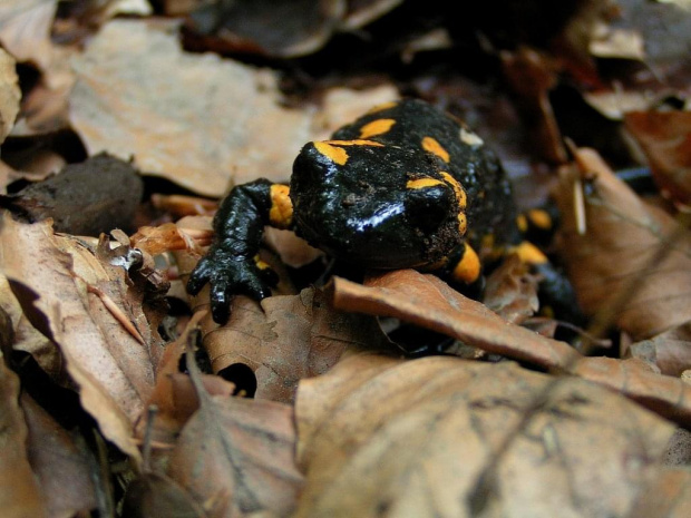 Salamandra na wycieczce po po strumyku w Wiśle Jaworniku