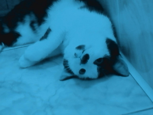 Mój kotek Marcel #kot #kociak #zwierzę #zwierzęta