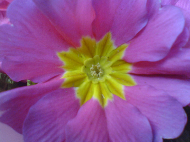 Jak ja lubie takie fajne kolorki :D #kwiat #wiosna #kwiaty #niebieski #fioletowy #żółty #makro #różowy