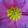 Jak ja lubie takie fajne kolorki :D #kwiat #wiosna #kwiaty #niebieski #fioletowy #żółty #makro #różowy