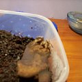 Brachypalme Smithi L5