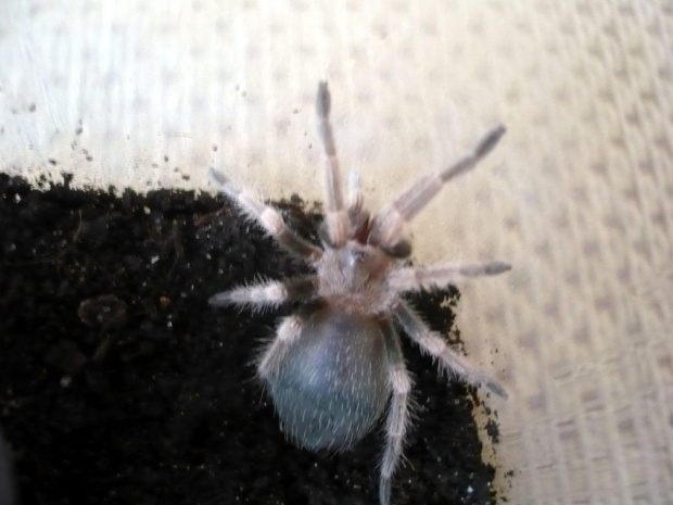 smithi l5