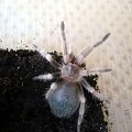 smithi l5