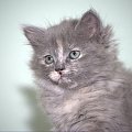 moje marzenie - kotka syberyjska Dasza - juz jest spelnione :)