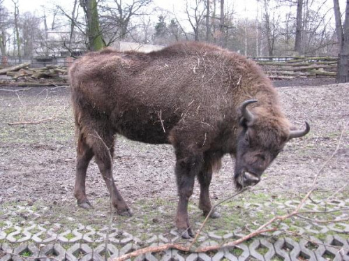 ZOO WROCŁAW ANTROPKA #ZOO